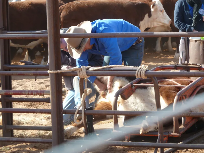 Farm adviser working with cattle farmer on business analysis