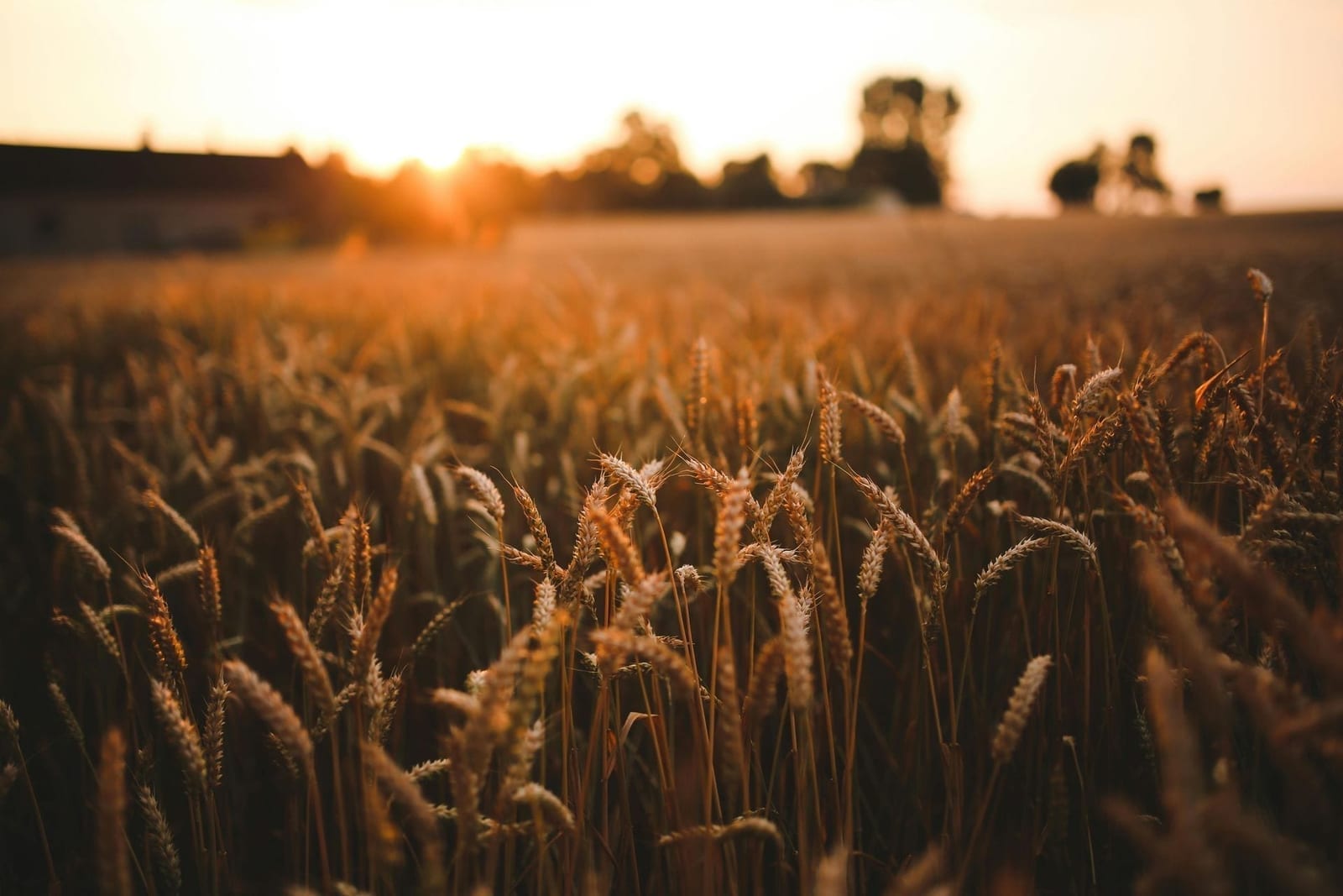 Golden wheat crop at sunset - improving farm profitability with P2PAgri