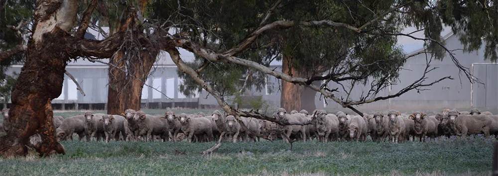 Rams grazing in an Australian redgum paddock