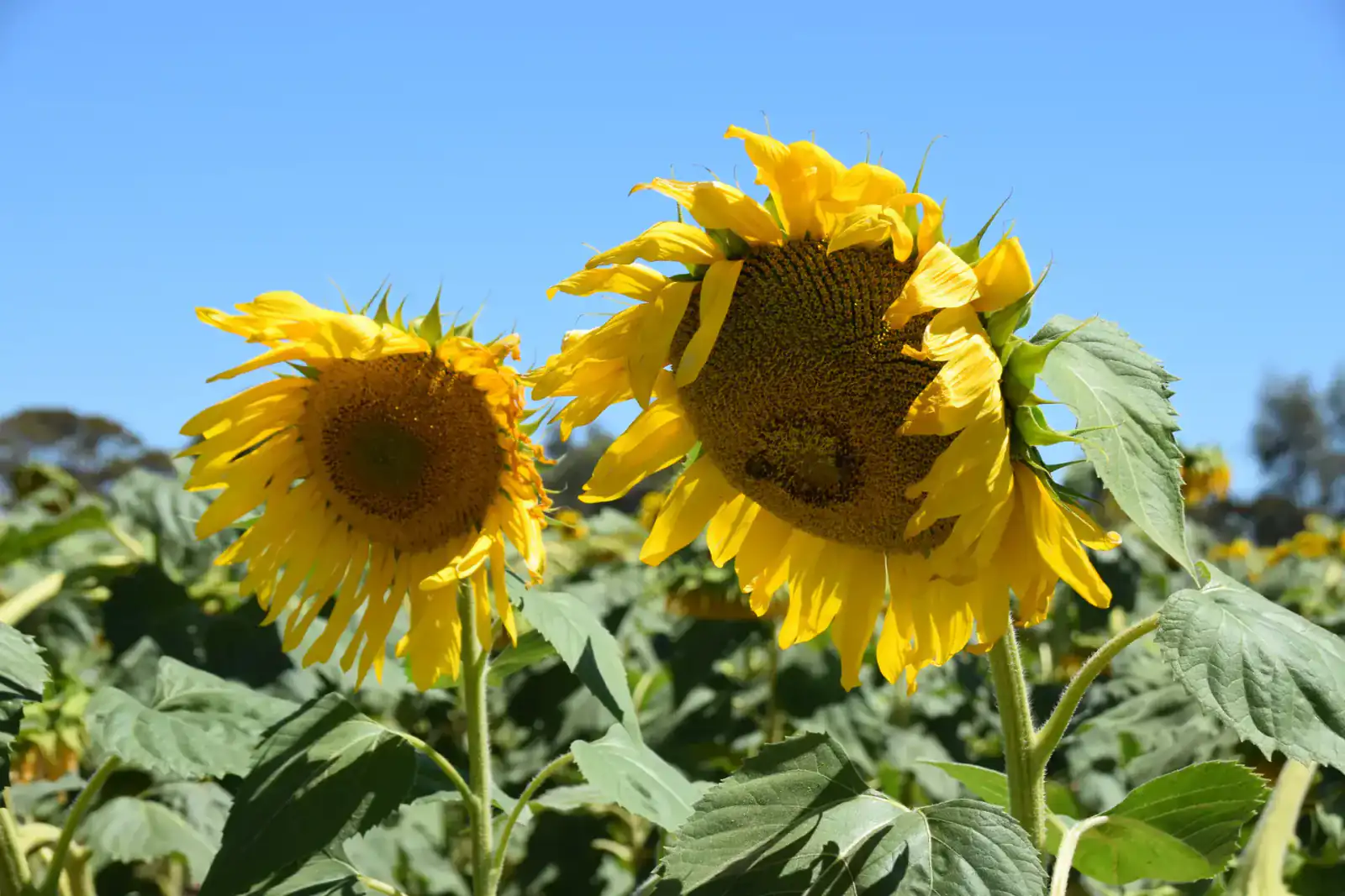 Farm Rainfall Tracking, Weather Forecasts and Alerts